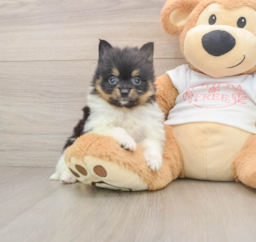 9 week old Pomeranian Puppy For Sale - Lone Star Pups