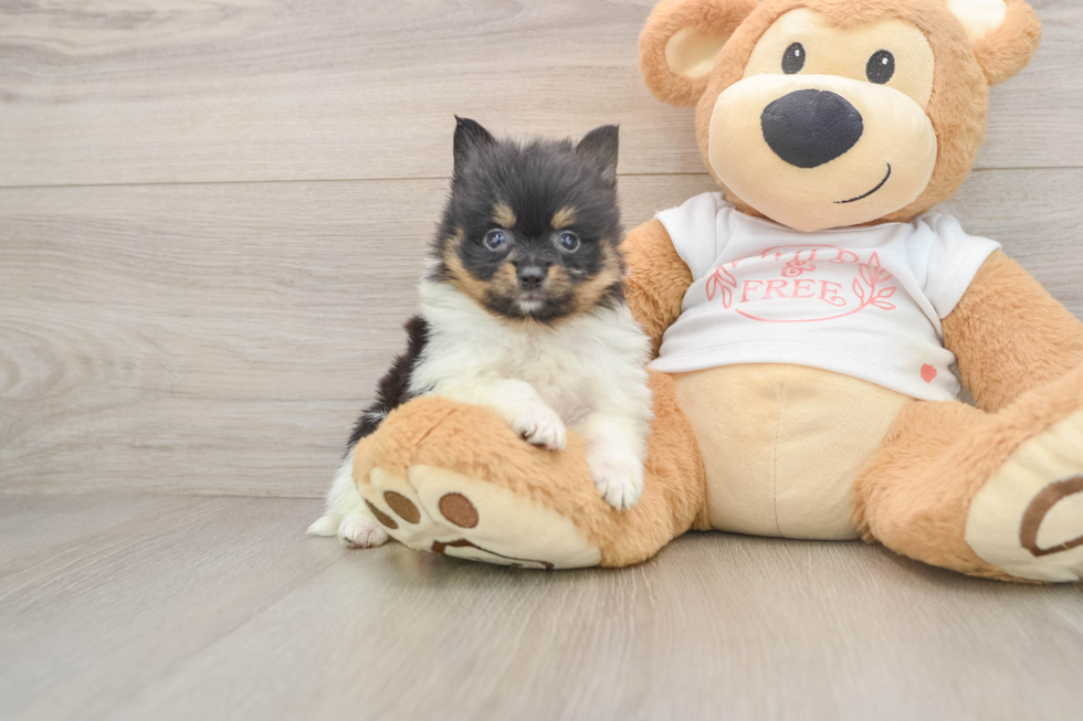 Popular Pomeranian Purebred Pup