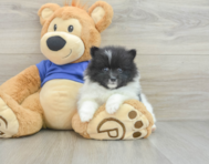 8 week old Pomeranian Puppy For Sale - Lone Star Pups