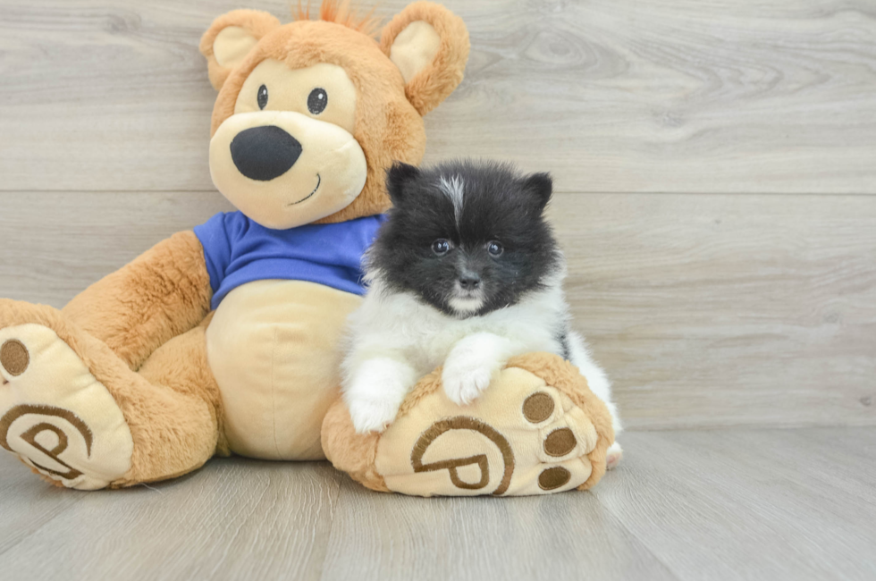 9 week old Pomeranian Puppy For Sale - Lone Star Pups