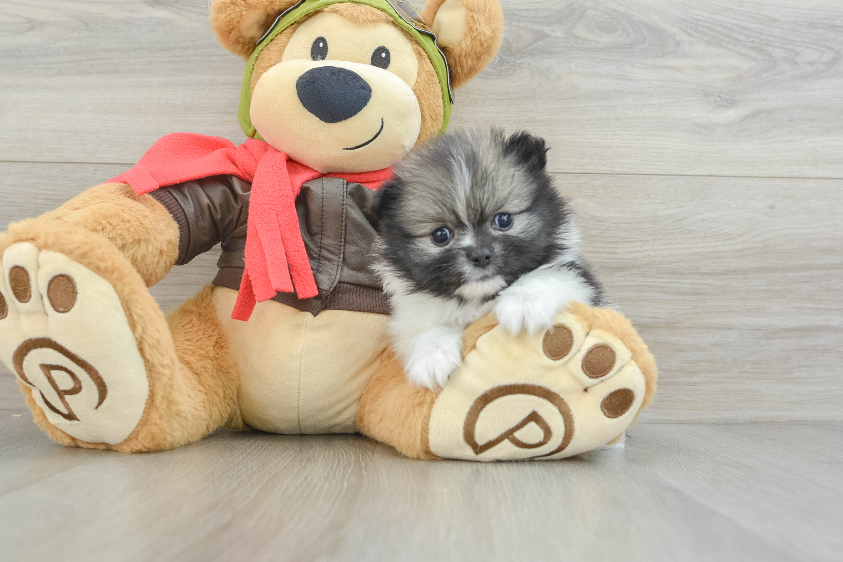 Funny Pomeranian Purebred Pup