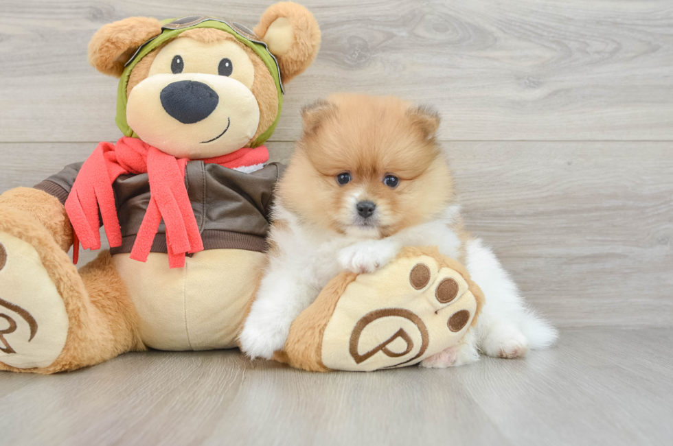 5 week old Pomeranian Puppy For Sale - Lone Star Pups