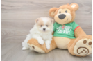 Adorable Pom Dog Purebred Puppy
