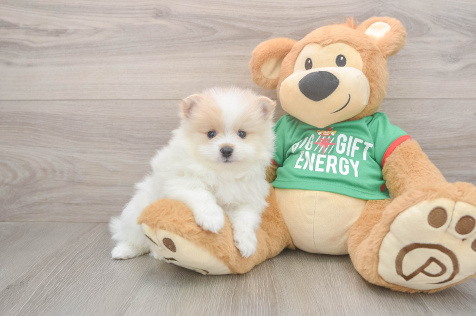 6 week old Pomeranian Puppy For Sale - Lone Star Pups