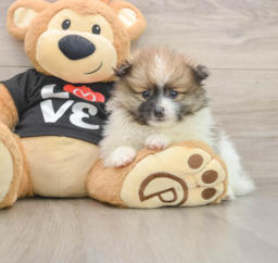 8 week old Pomeranian Puppy For Sale - Lone Star Pups