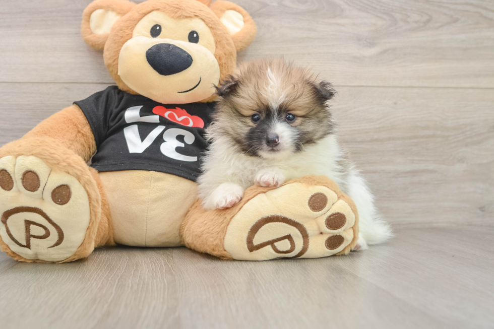 Pomeranian Pup Being Cute