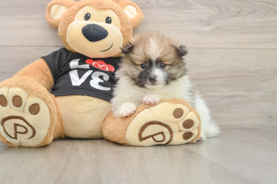 Pomeranian Pup Being Cute