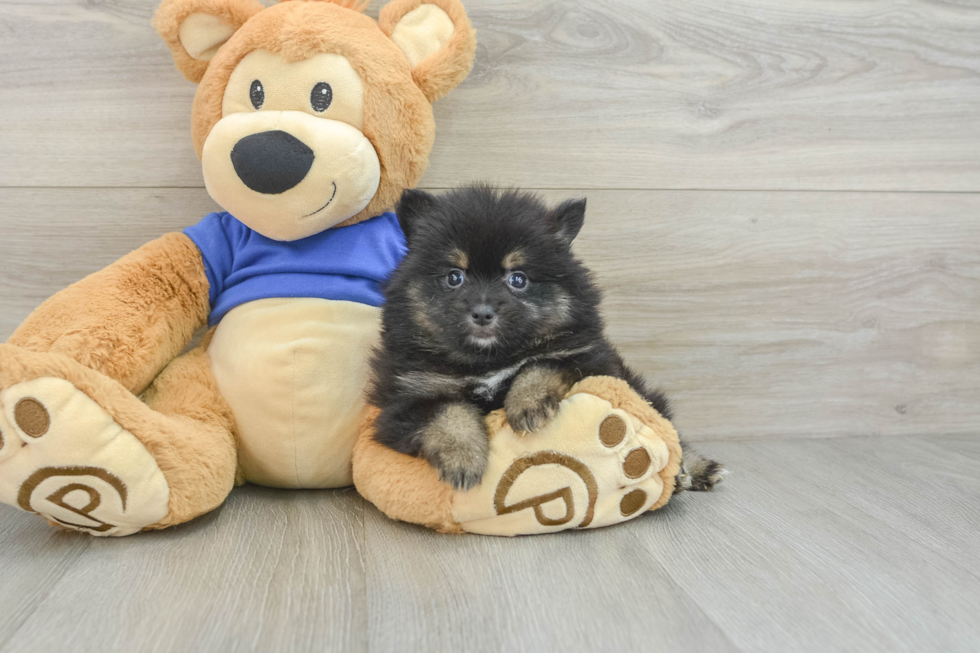 Akc Registered Pomeranian Purebred Pup