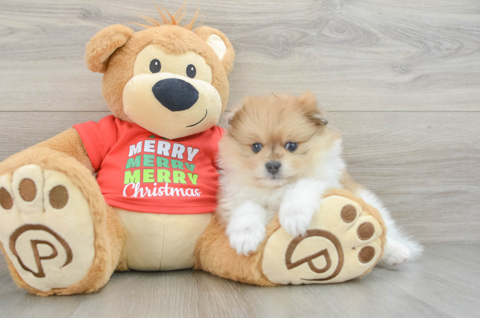 5 week old Pomeranian Puppy For Sale - Lone Star Pups