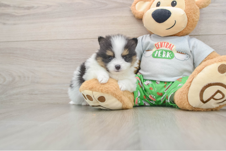 Pomeranian Puppy for Adoption