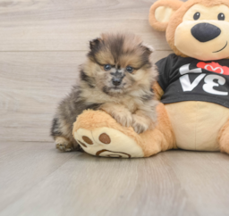 8 week old Pomeranian Puppy For Sale - Lone Star Pups