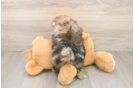 Small Pomeranian Baby