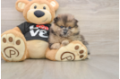 Pomeranian Puppy for Adoption