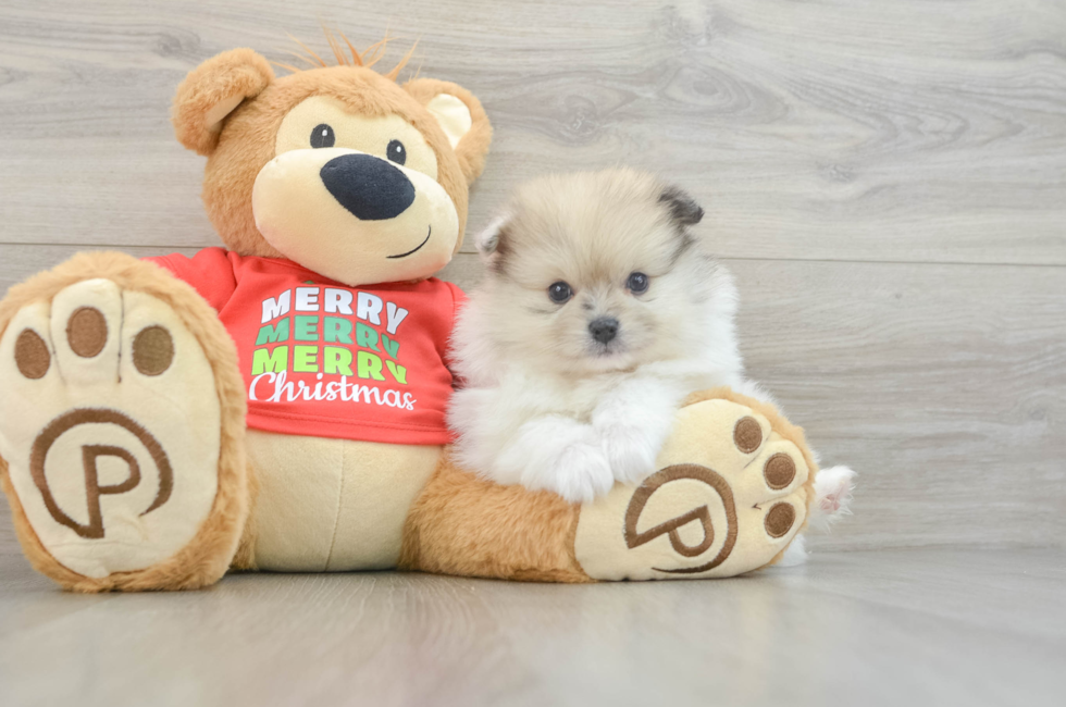 5 week old Pomeranian Puppy For Sale - Lone Star Pups