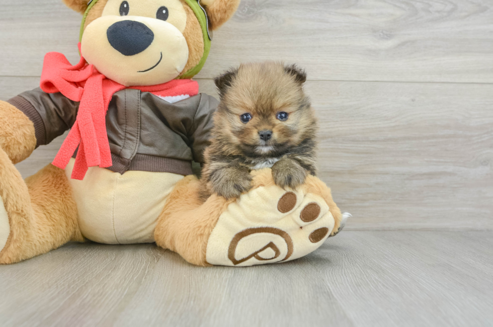 5 week old Pomeranian Puppy For Sale - Lone Star Pups