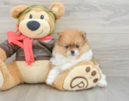 8 week old Pomeranian Puppy For Sale - Lone Star Pups