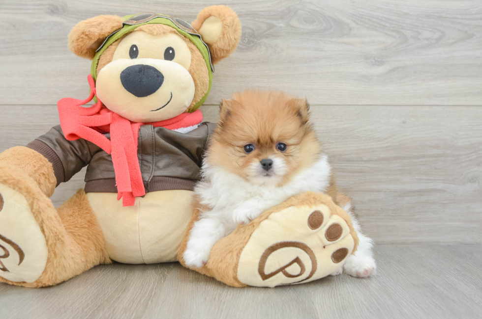 5 week old Pomeranian Puppy For Sale - Lone Star Pups