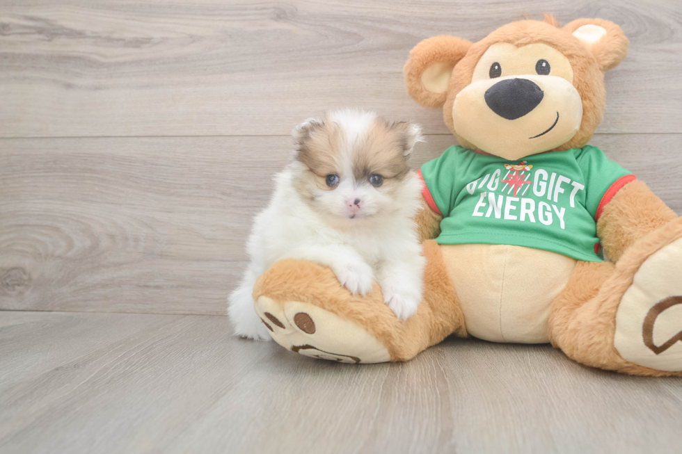 Sweet Swergspitz Purebred Puppy