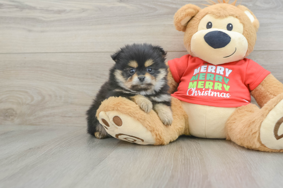 Sweet Swergspitz Purebred Puppy