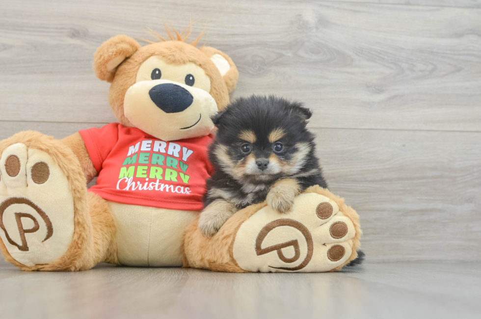 5 week old Pomeranian Puppy For Sale - Lone Star Pups