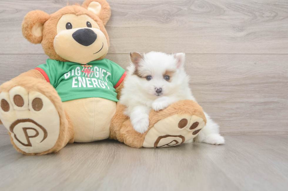 Akc Registered Pomeranian Purebred Pup