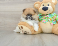 7 week old Pomeranian Puppy For Sale - Lone Star Pups