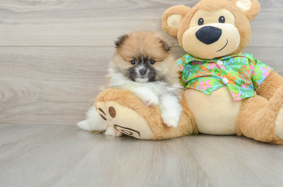 6 week old Pomeranian Puppy For Sale - Lone Star Pups