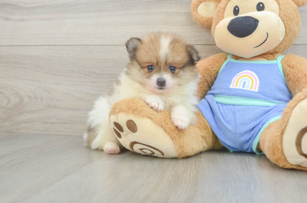 5 week old Pomeranian Puppy For Sale - Lone Star Pups