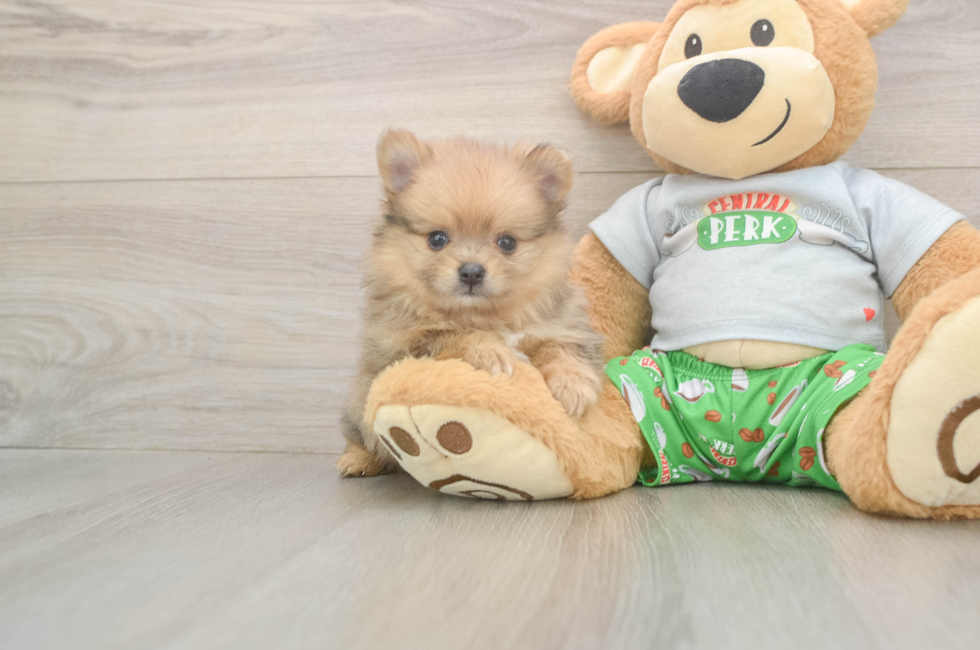 6 week old Pomeranian Puppy For Sale - Lone Star Pups