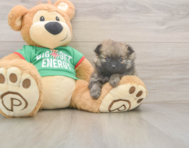 6 week old Pomeranian Puppy For Sale - Lone Star Pups