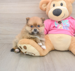 8 week old Pomeranian Puppy For Sale - Lone Star Pups