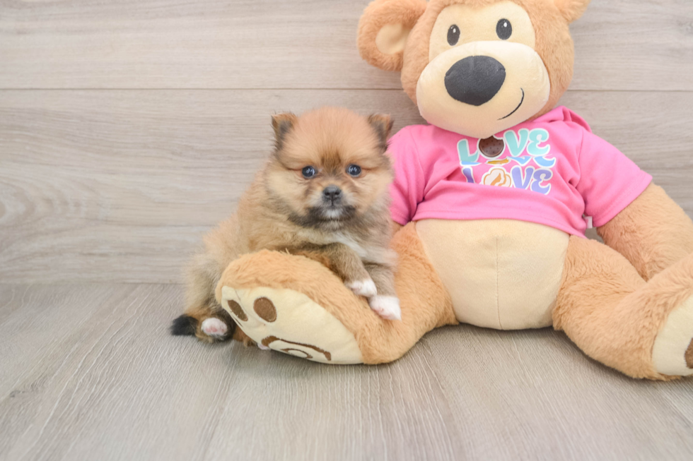 Fluffy Dwarf Spitz Purebred Puppy