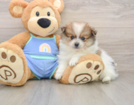 8 week old Pomeranian Puppy For Sale - Lone Star Pups