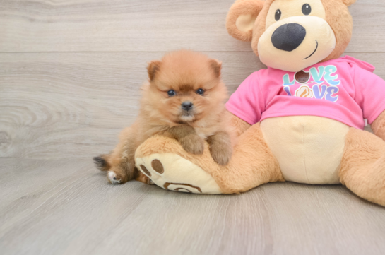 LARGO, a Pomeranian littermate