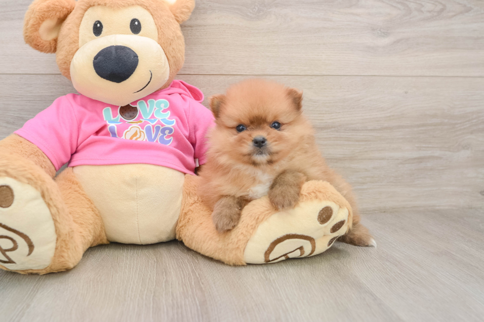 Hypoallergenic Pomeranian Purebred Pup