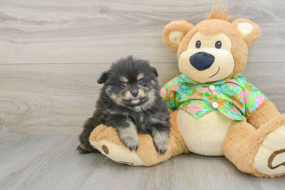 Pomeranian Pup Being Cute