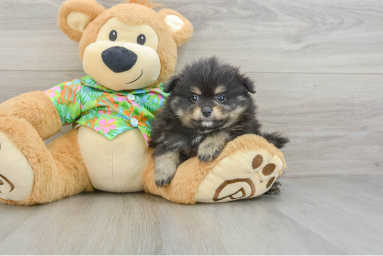 Pomeranian Pup Being Cute