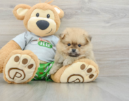 8 week old Pomeranian Puppy For Sale - Lone Star Pups