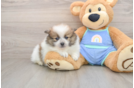 Best Pomeranian Baby