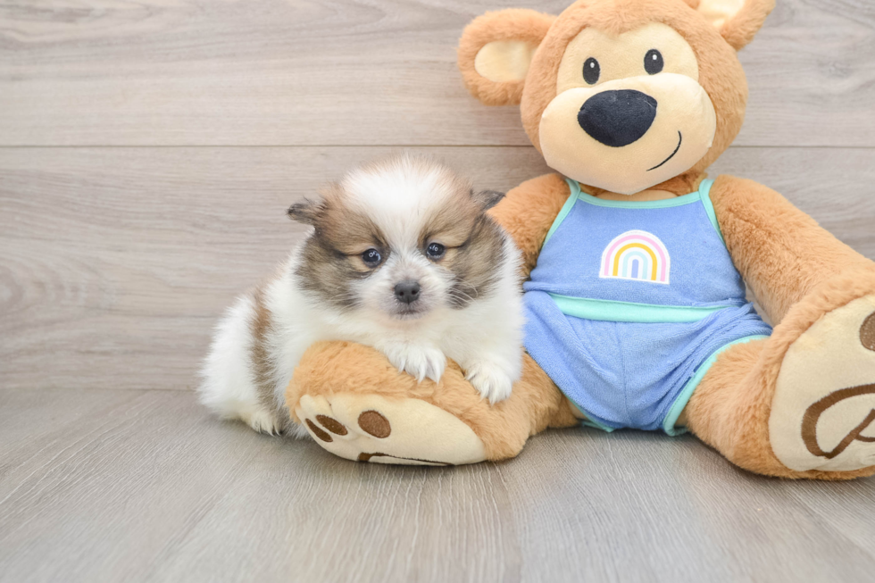 Best Pomeranian Baby