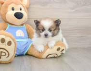 8 week old Pomeranian Puppy For Sale - Lone Star Pups