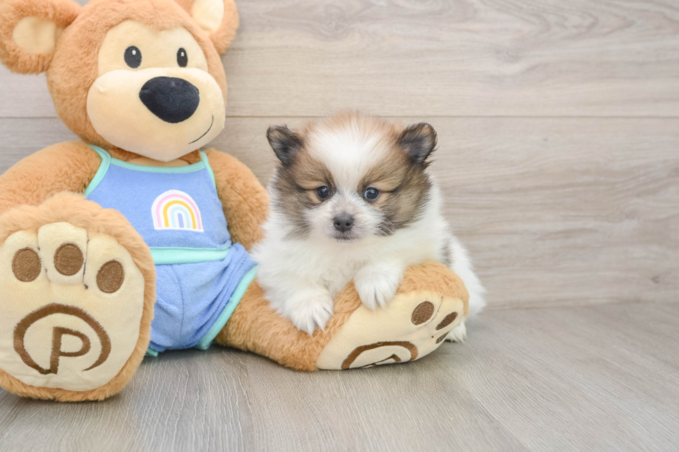 Pomeranian Puppy for Adoption