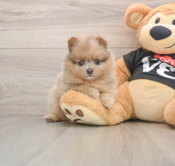 8 week old Pomeranian Puppy For Sale - Lone Star Pups