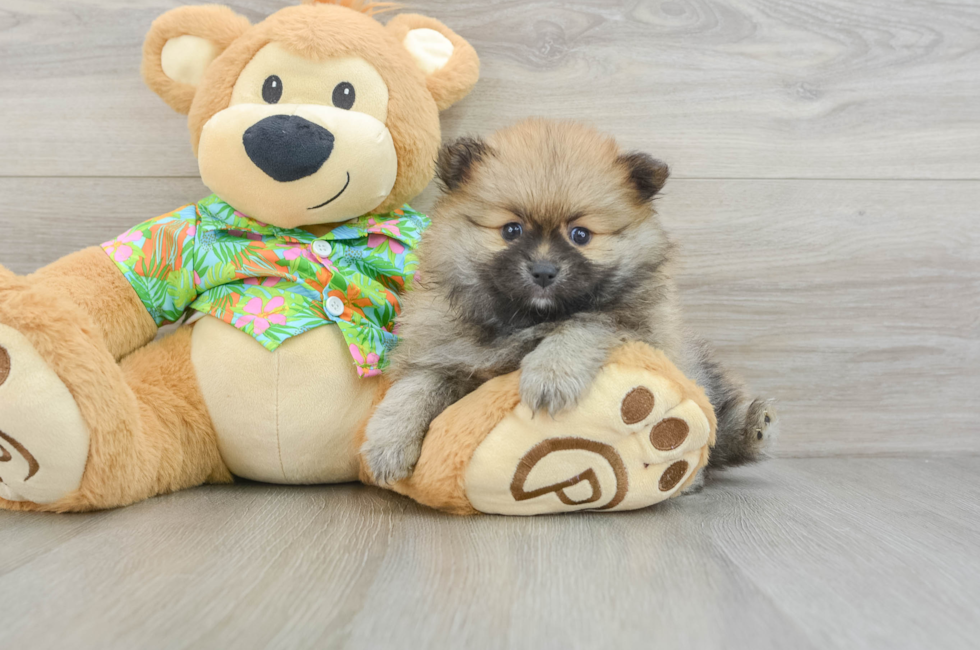 6 week old Pomeranian Puppy For Sale - Lone Star Pups