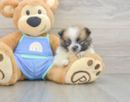 7 week old Pomeranian Puppy For Sale - Lone Star Pups