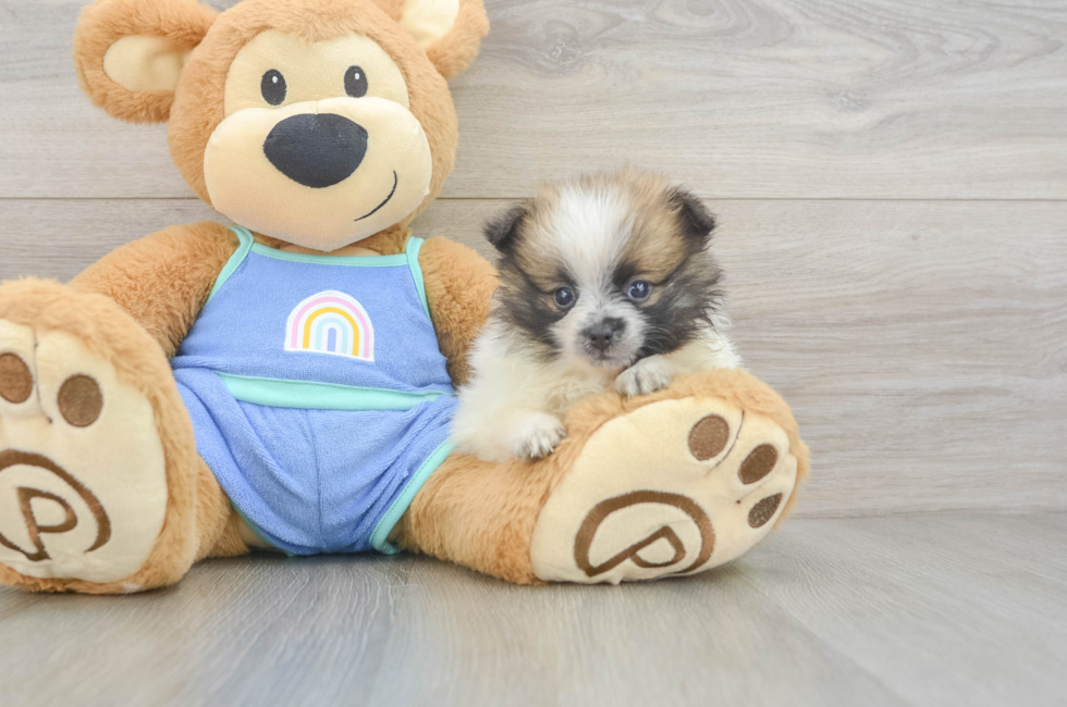 5 week old Pomeranian Puppy For Sale - Lone Star Pups