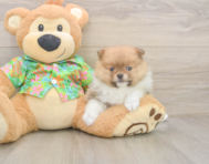 6 week old Pomeranian Puppy For Sale - Lone Star Pups