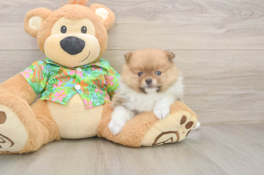 Pomeranian Pup Being Cute