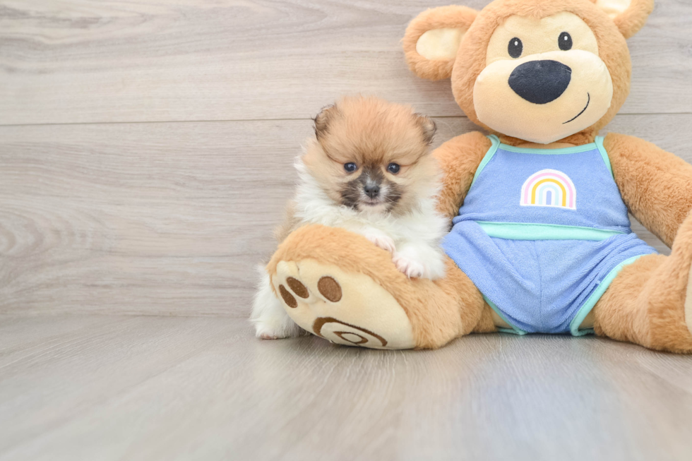 Popular Pomeranian Purebred Pup