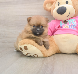 8 week old Pomeranian Puppy For Sale - Lone Star Pups